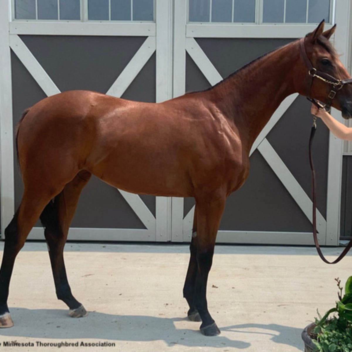 〈FEILER〉 UNITED ARROWS 別注 SPRINT HORSE 志水（shimizu）のスタッフボイス｜ユナイテッドアローズ公式