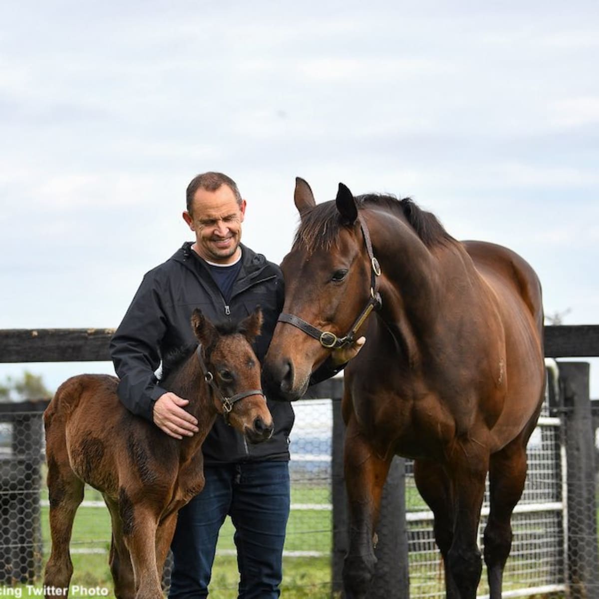 Australian Superstar Winx s First Foal To Be Offered At Inglis