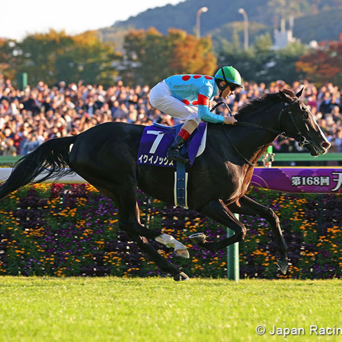 Japan's HOY Equinox Blitzes Tenno Sho (Autumn) Repeat In Track Record Time  - Paulick Report | Shining Light on the Horse Industry
