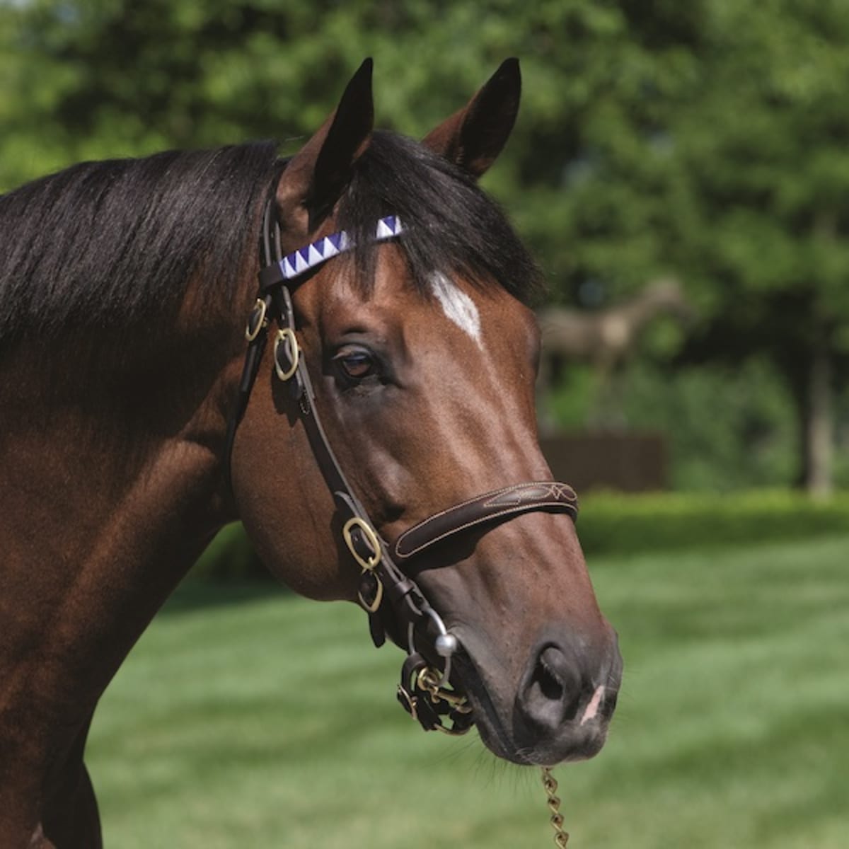 趣味・スポーツ・実用 LEX STUD STALLION REVIEW 1992 hard_sp_25_06_10_ls_0038e.jpg