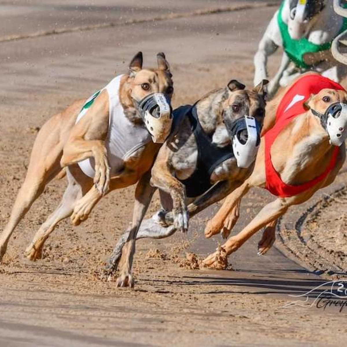 Racing post live greyhound hot sale racing