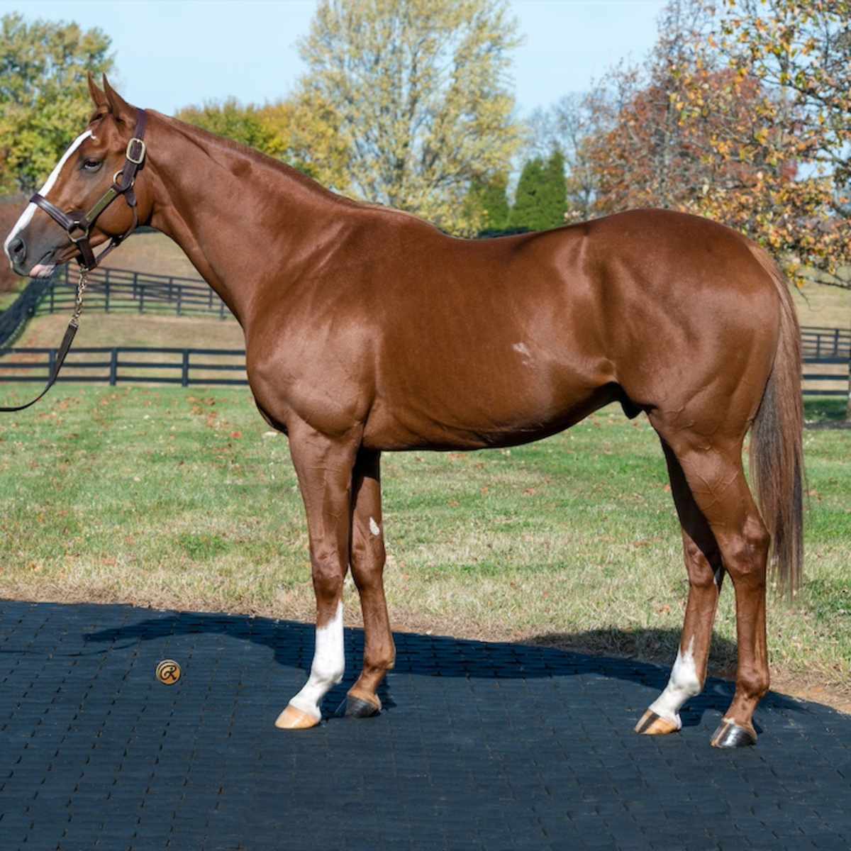 〈FEILER〉 UNITED ARROWS 別注 SPRINT HORSE FEILER〉 UNITED ARROWS 別注 SPRINT HORSE FEILER〉 UNITED