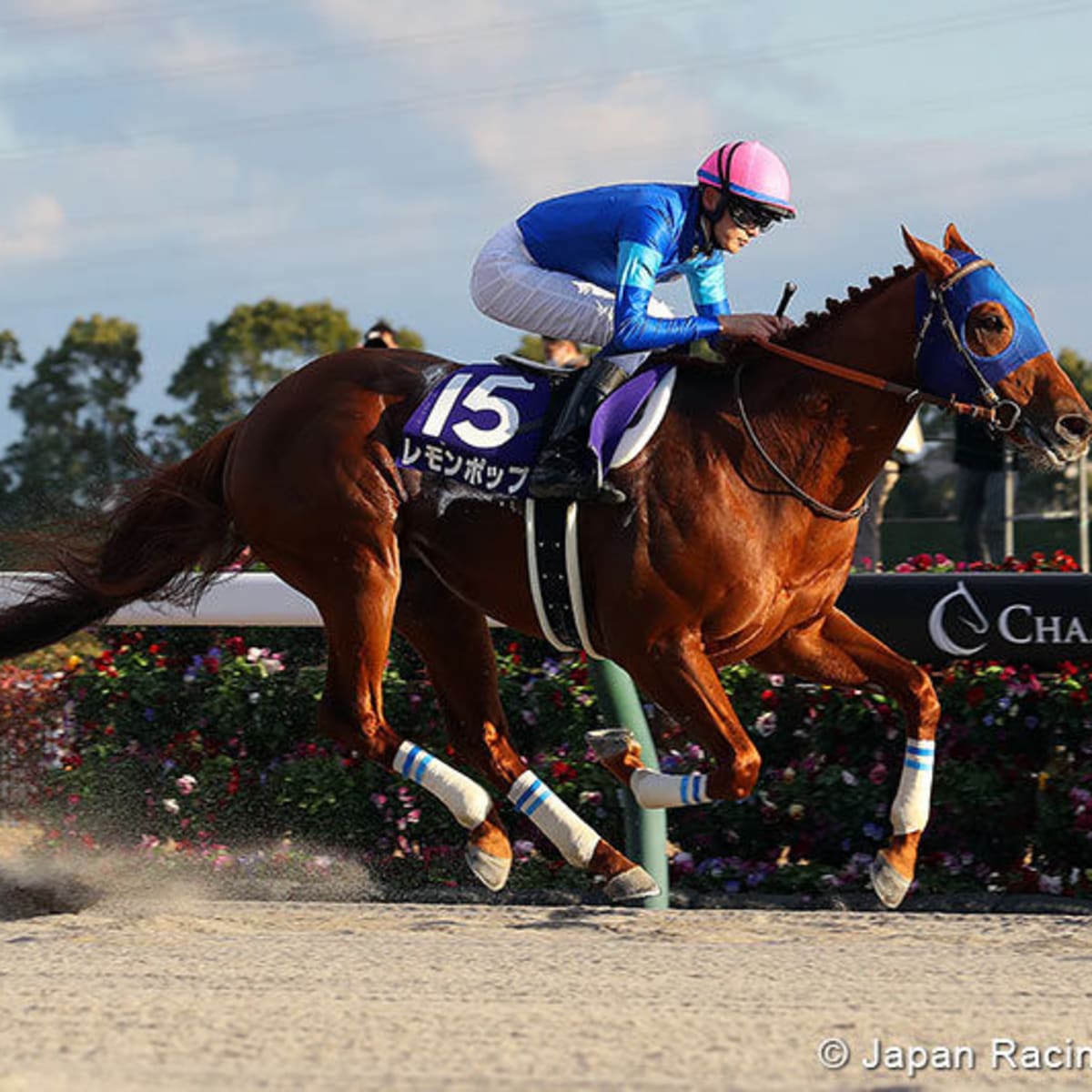 Amazon.com: Champion Jockey Special NINTENDO SWITCH JAPANESE