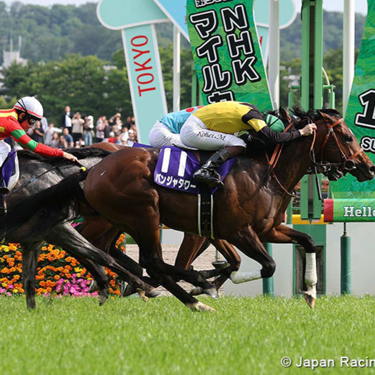 panja-tower_2025-nhk-mile_jra-