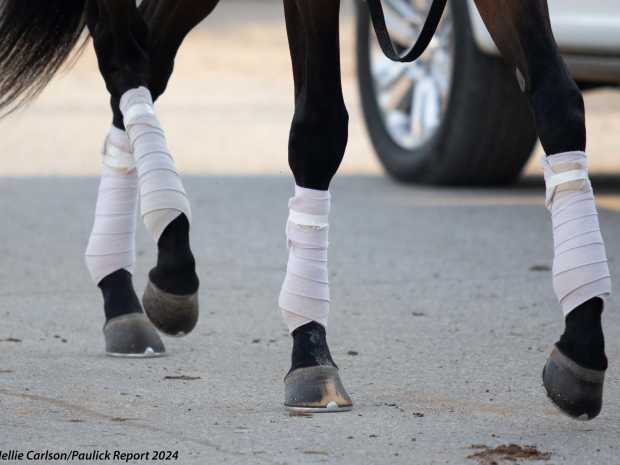 horse legs rundown bandages feet generic