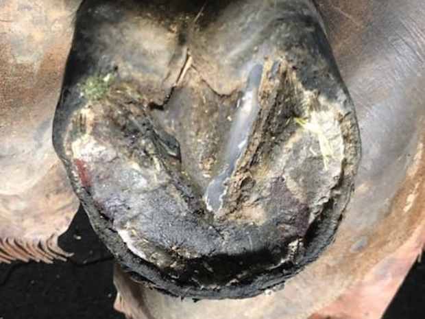 An example of a retracted sole