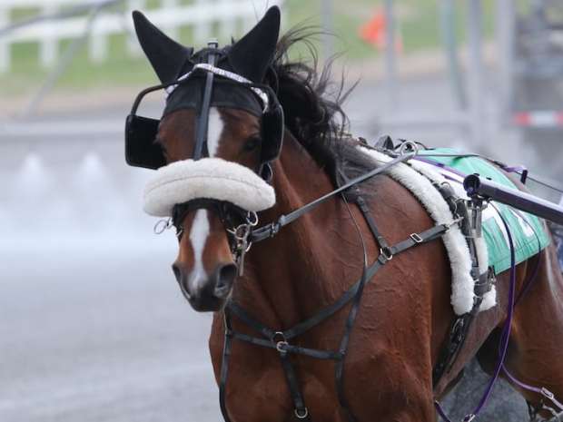 Harness Racing At The Track