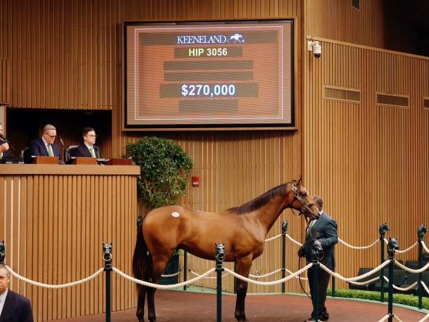Midshipman colt from Nursery Place, agent, sold for $270,000 to Wesley Ward to top the Sept. 17 session of the Keeneland September Yearling Sale