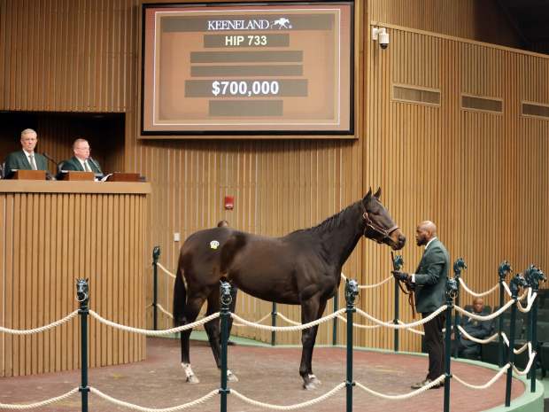 Hip 733, Love to Shop, sells for $700,000 at the 2025 Keeneland January Sale