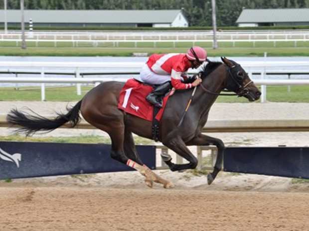 Burnham Square wins a maiden special weight at Gulfstream Park on Dec. 28, 2024