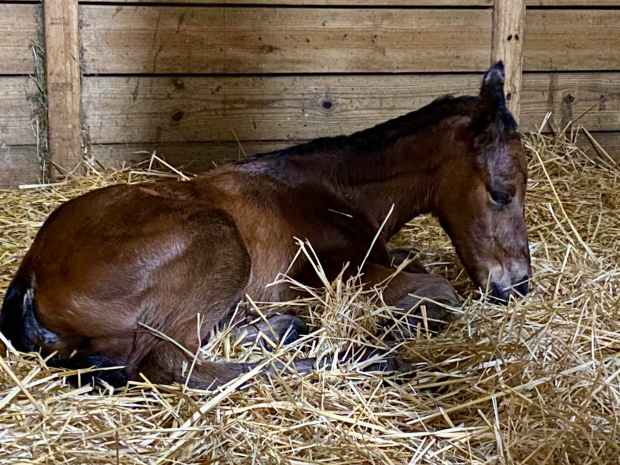 The first foal by Chess Chief, a filly out of the Chitu mare Dear Mama Mia