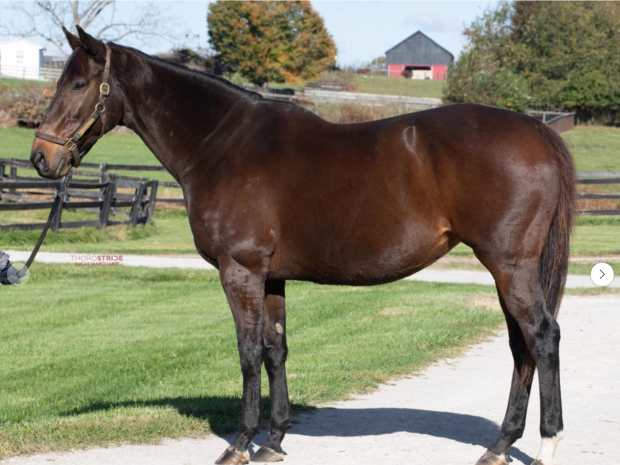 At the Keeneland November Breeding Stock Sale, Evan Sandhu of Ontario’s Amplify Stables purchased Lady de Peron (GB), a Kingman (GB)–Madam President (GB) mare in foal to Up to the Mark for $20,000.