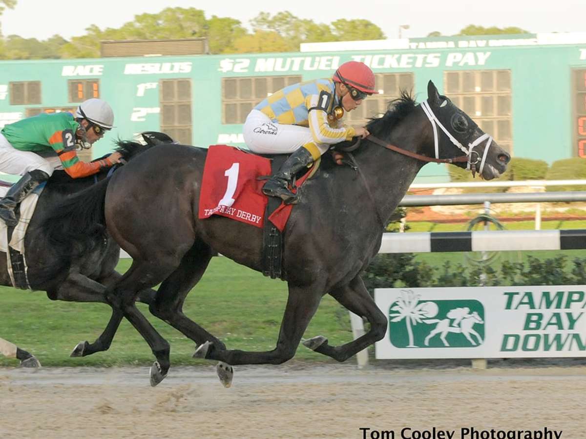 Kentucky Derby Runner Prospective Dies In Korea At Age 16 - Paulick Report  | Latest news and commentary from the horse racing and equine world