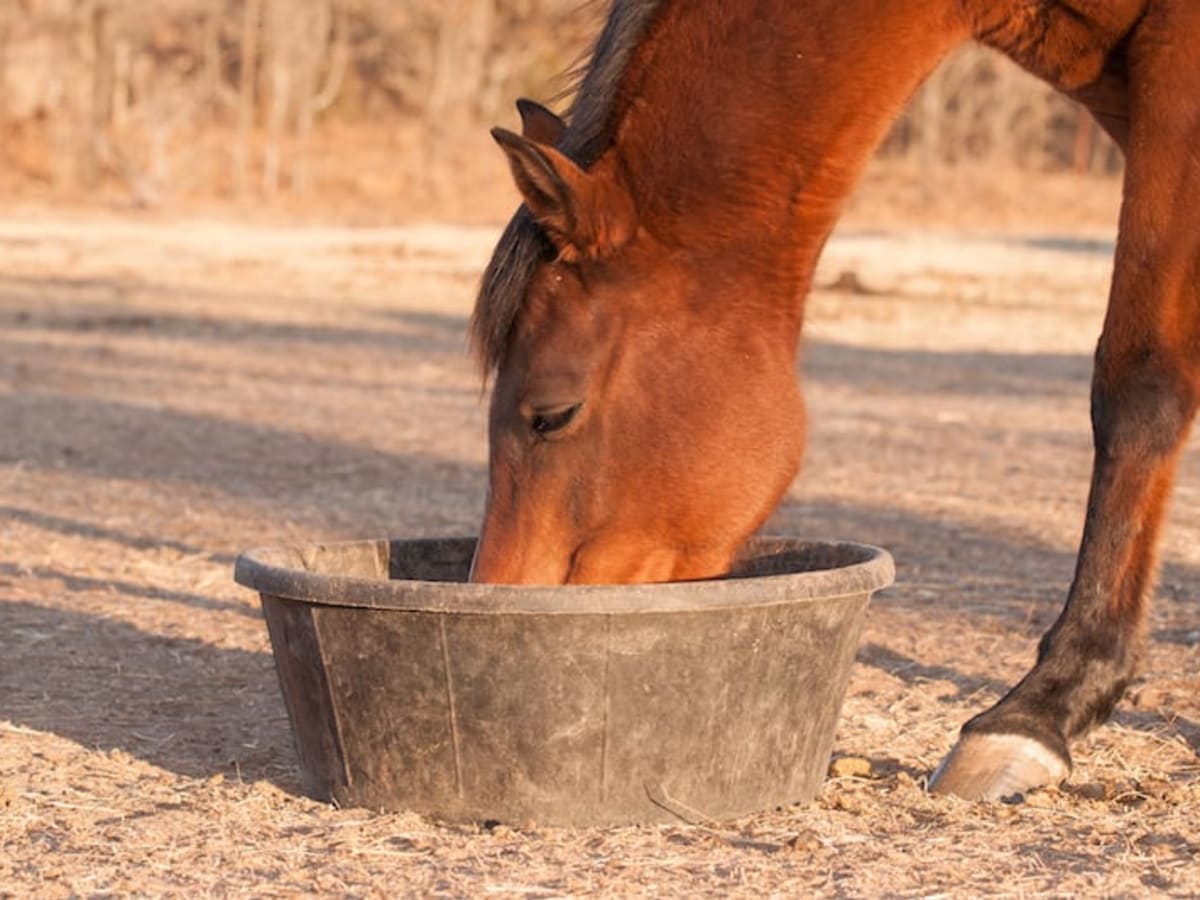 The Face Says It All: Horses' expressions give clues to state of mind and  health