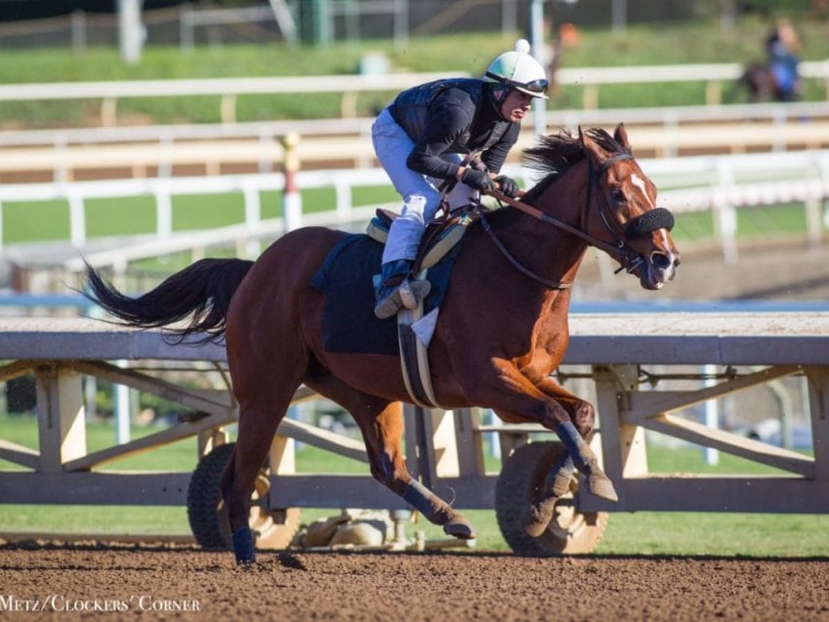 Breeders' Cup Releases 2024 Challenge Series Schedule BloodHorse🍋