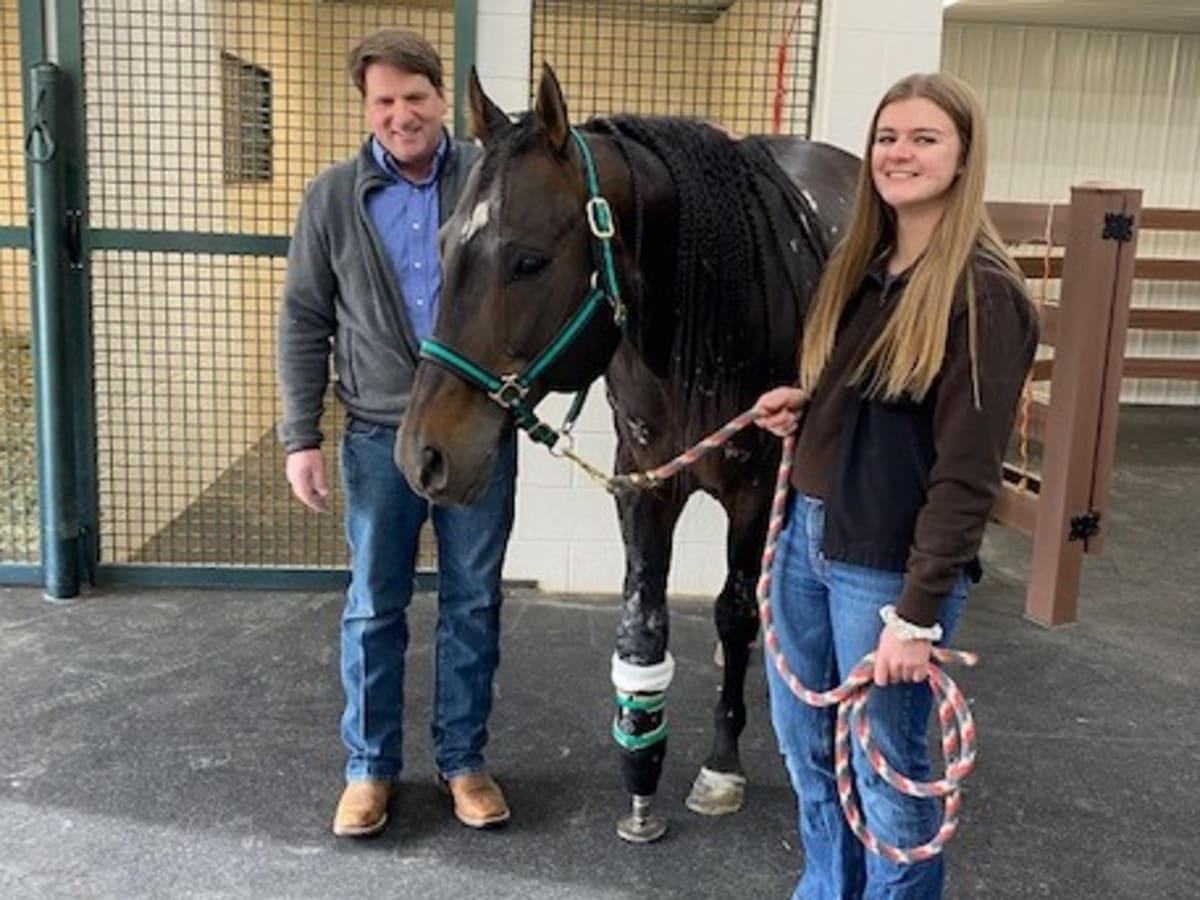 Three-Legged Quarter Horse Stallion Thriving With New Prosthesis - Paulick  Report