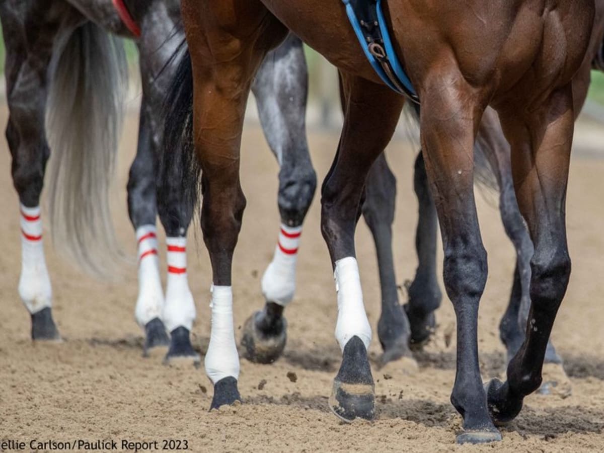 Cast Horses: What To Do (And What Not To Do) To Help - Paulick