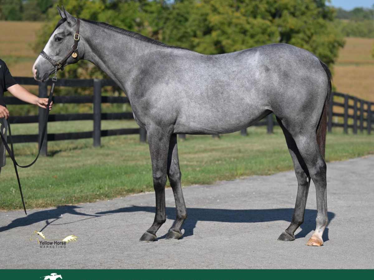 Auction Focus: Hip 4398, By Battalion Runner, From Straight