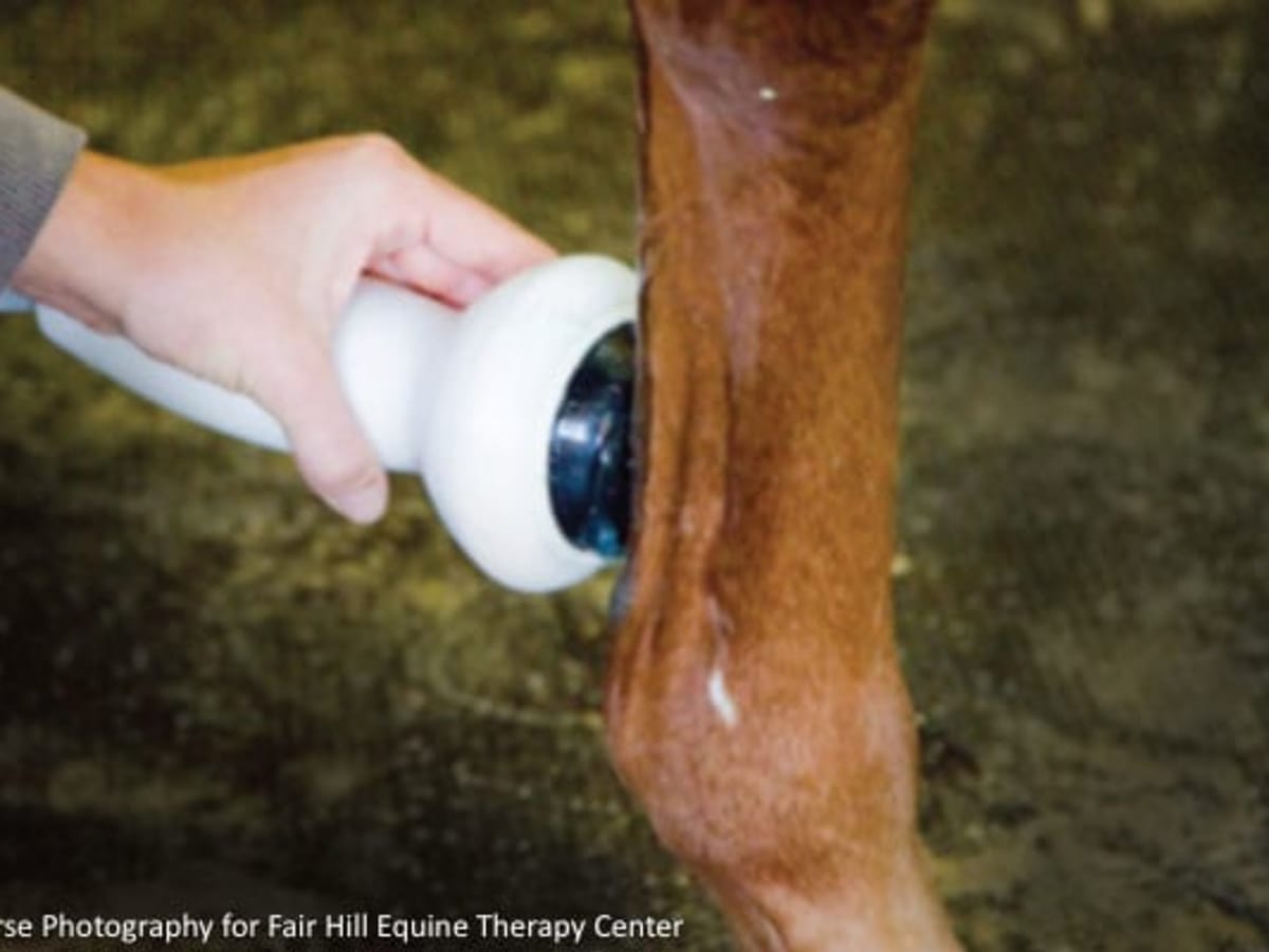 Shock wave therapy for horses on sale