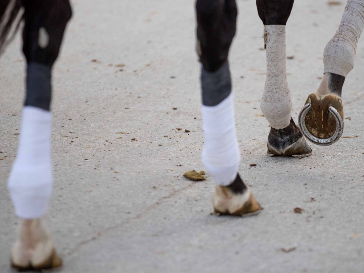 Horse boots deals for humans