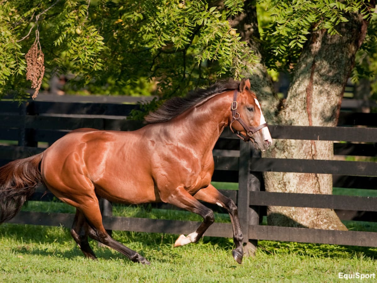 【CSR】 Red Hare, Unrivaled Stallion - EVP image_123650291-1-scaled.jpg