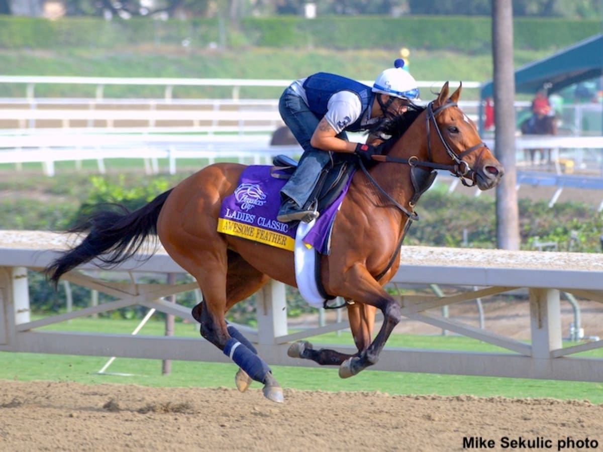 Champion Awesome Feather Dies In Japan At 15 - Paulick Report 