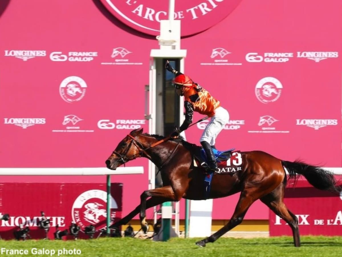 Arc Winner Ace Impact Named Cartier Horse Of The Year Paulick Report Latest news and commentary from the horse racing and equine world