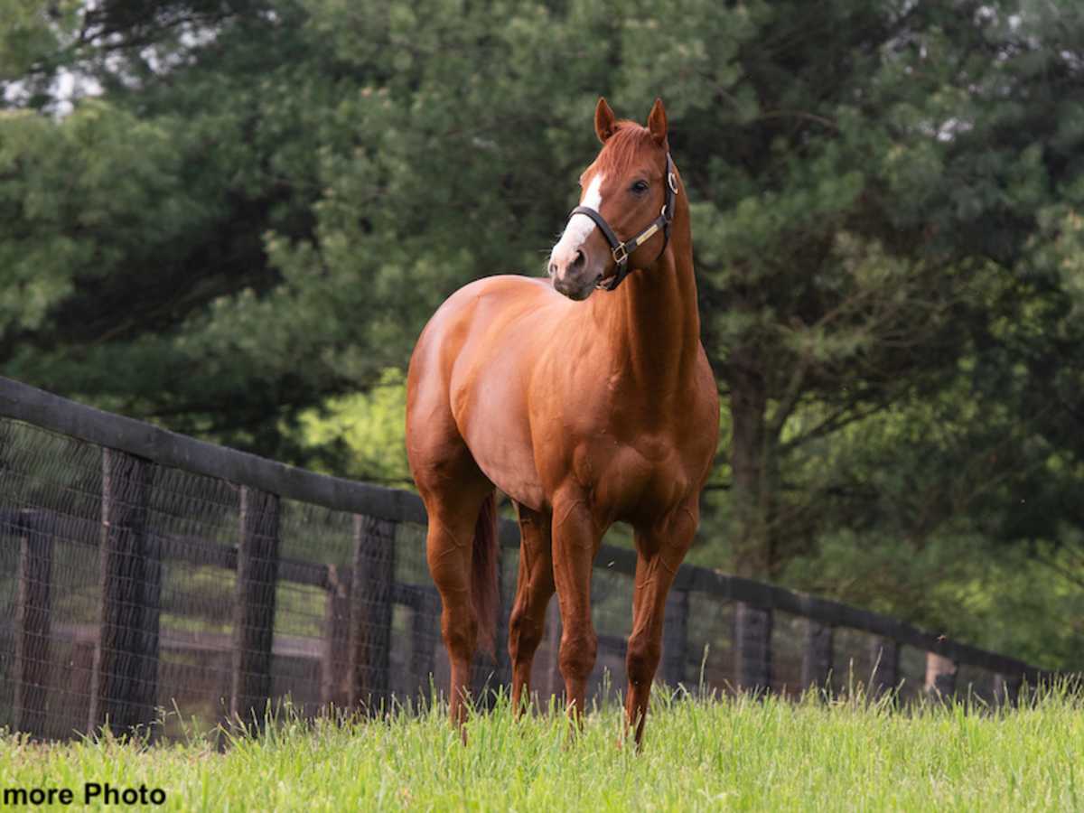 Triple Crown Winner Justify's 2023 Southern Hemisphere Stud