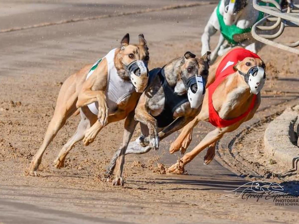 The hotsell dogs greyhounds