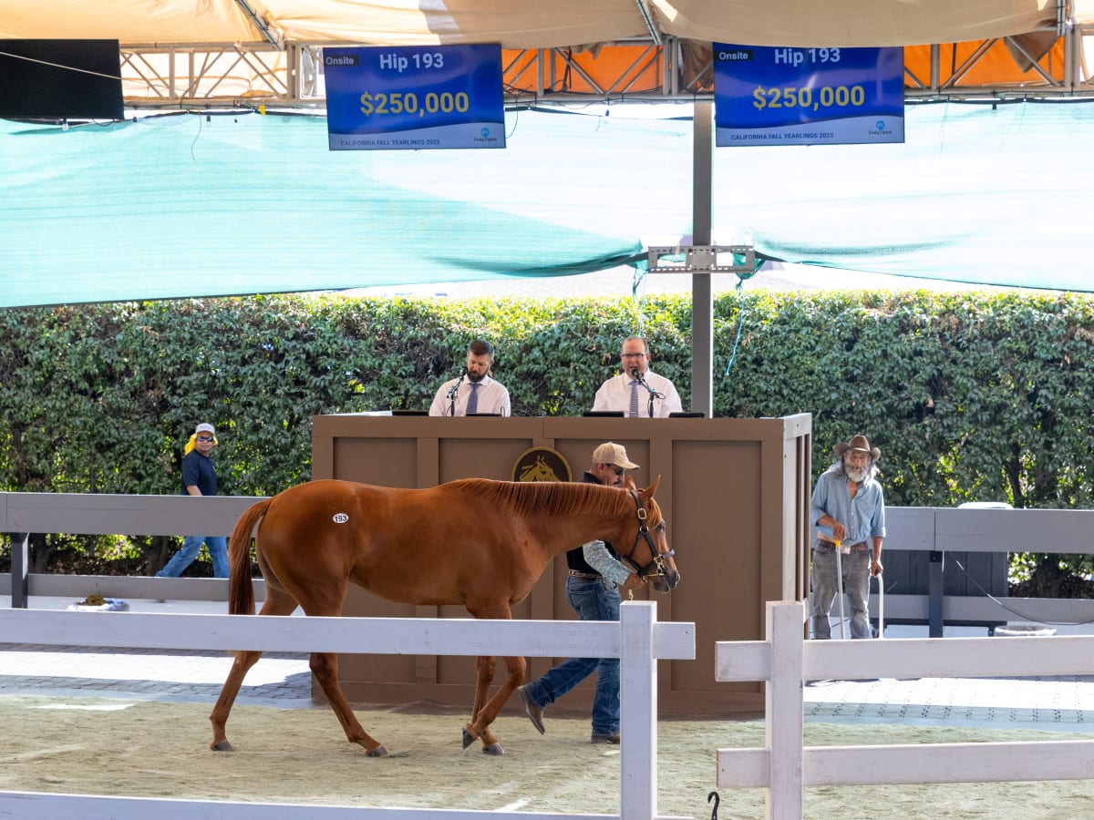 hip-193-a-corniche-filly-tops-