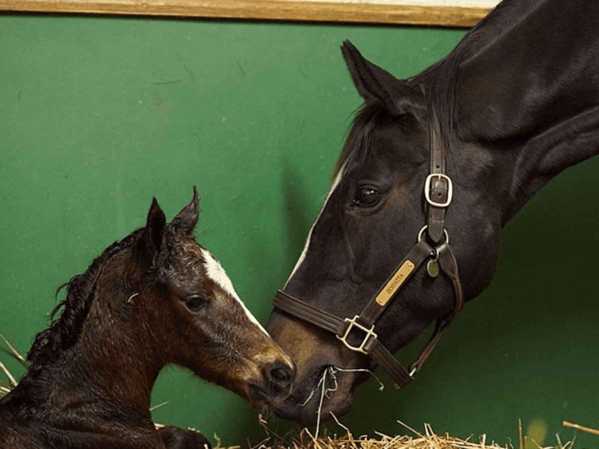 Zenyatta's 2014 War Front Filly Euthanized After Paddock