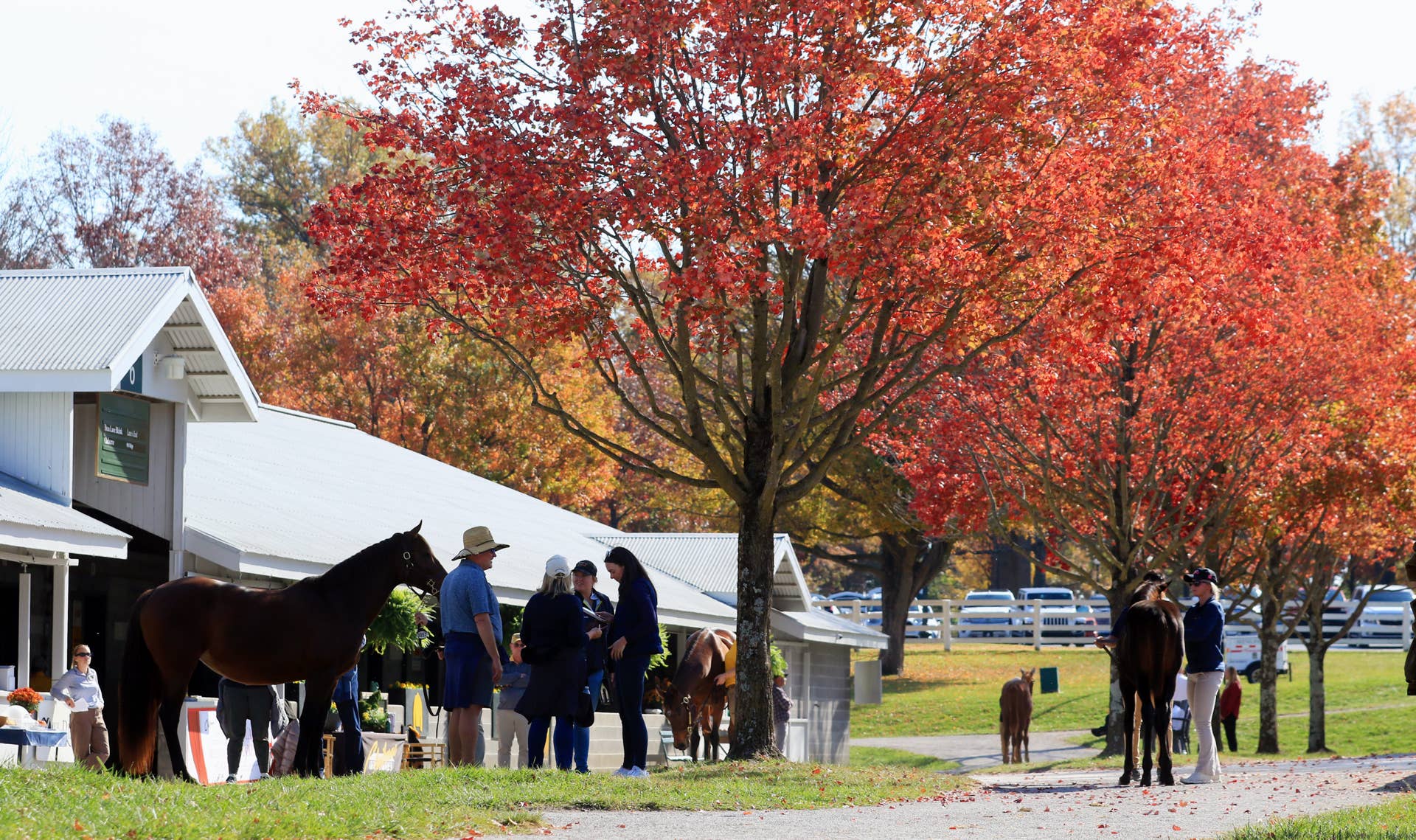 Ms Divine Derby Elite Special Moments from the Saratoga Meet ?? Some wins at  main image 2