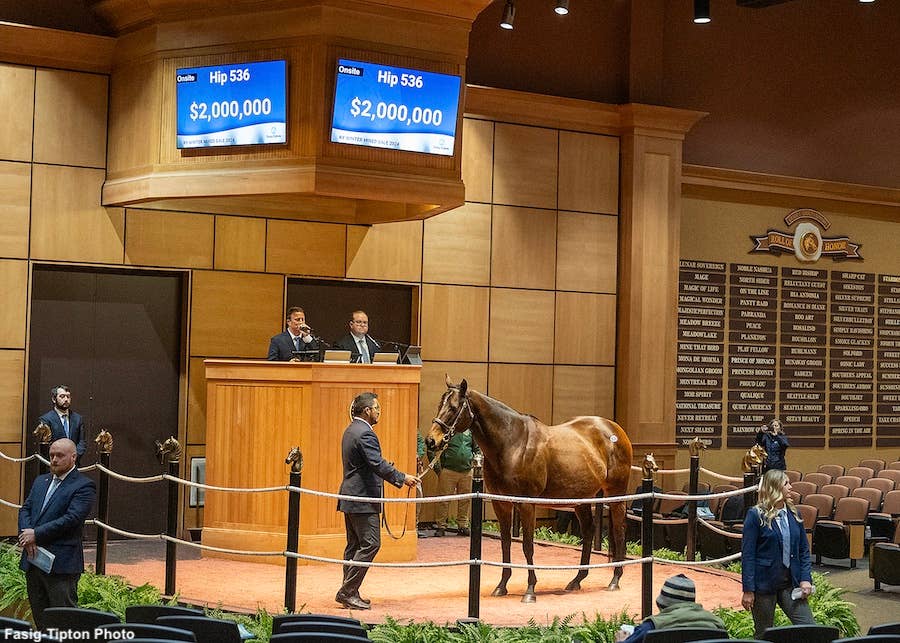 Zetta Z, Dam Of Nysos, Sells For Record Price At Fasig-Tipton