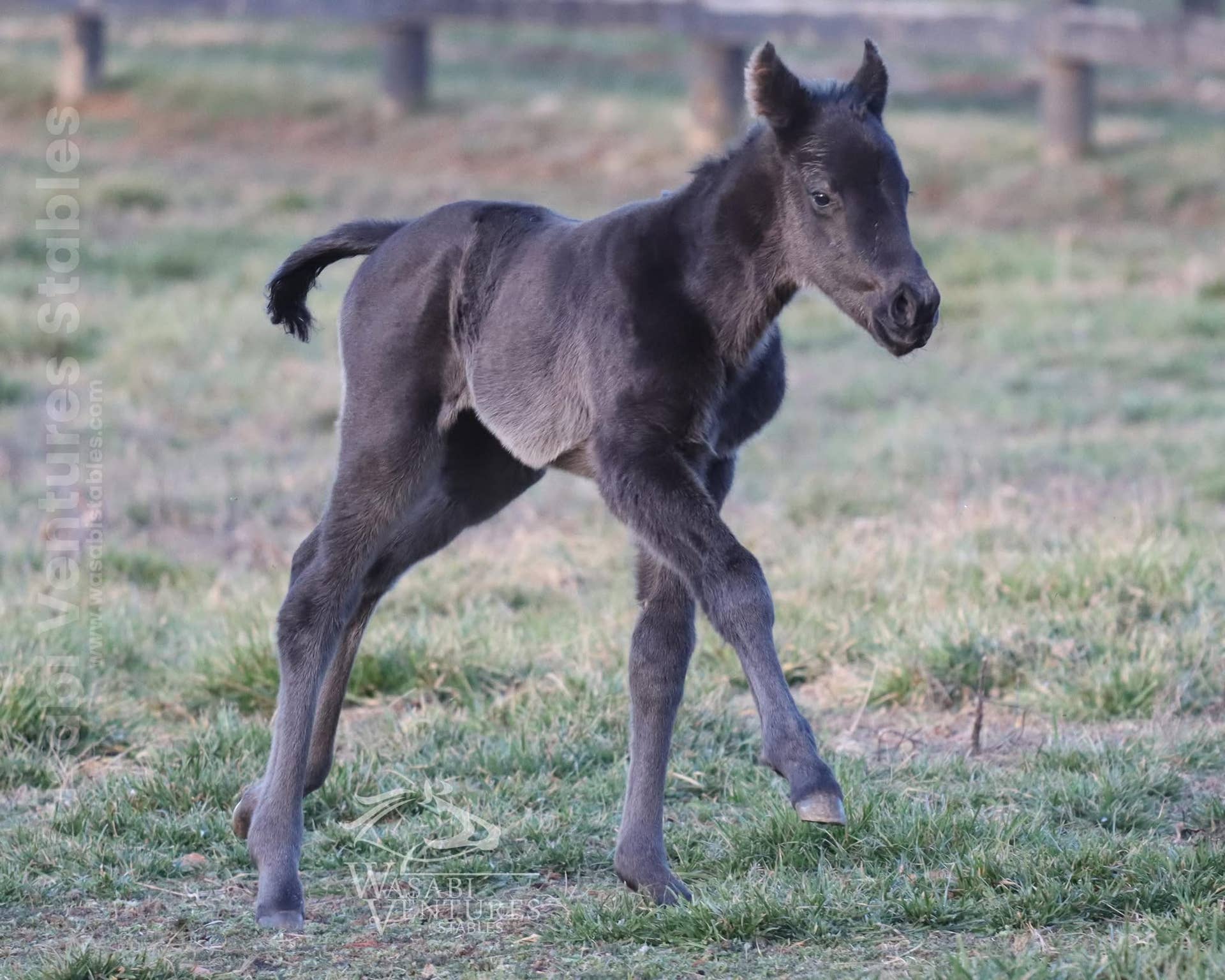 Filly F1