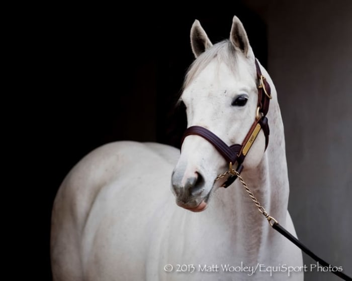 Gainesway Sets 2019 Fees, Topped By Tapit At $225,000 - Paulick Report ...