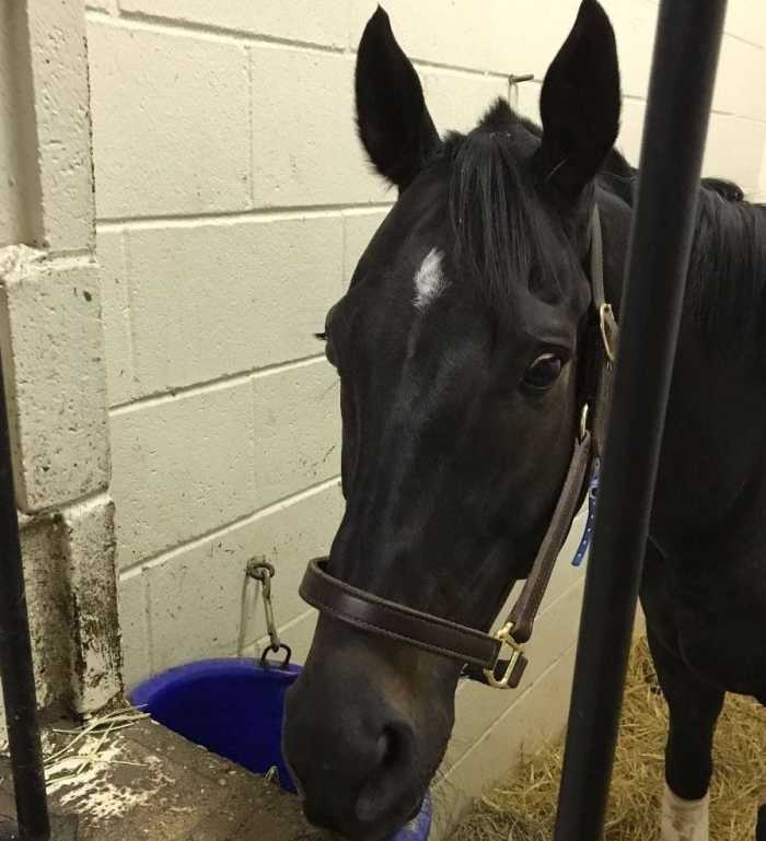 Pennsylvania: Trainer Suspension Extended By Commission In Silent Ruler ...