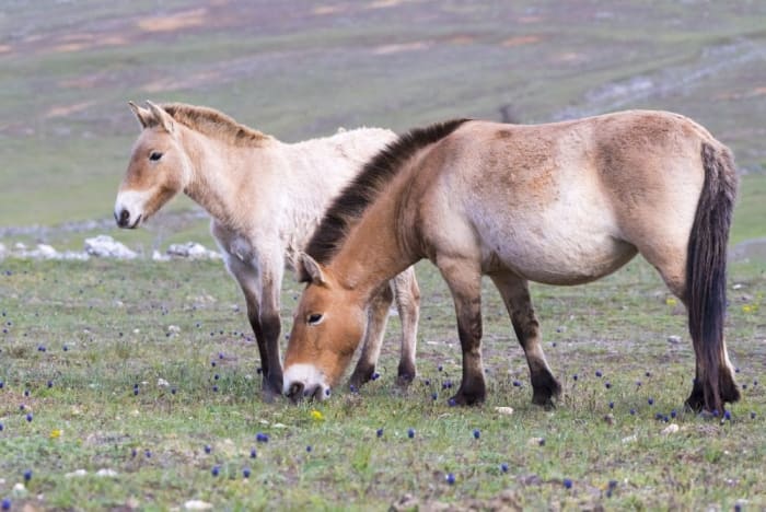 Return Of The Wild Horses: Przewalski’s Horses Reintroduced To Homeland 