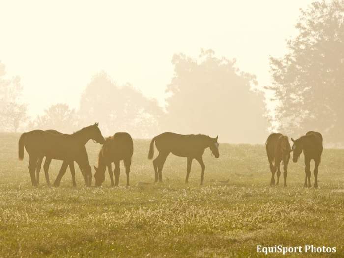 Kentucky Breeders To Receive 16.2 Million From Incentive Fund