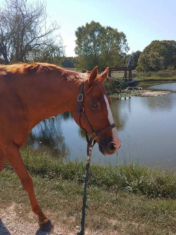 A Pain In The Neck How Osetoarthritis Can Affect Horses' Strides