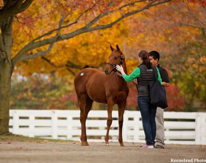 Premier Keeneland November Breeding Stock Sale Gets Underway Nov. 8