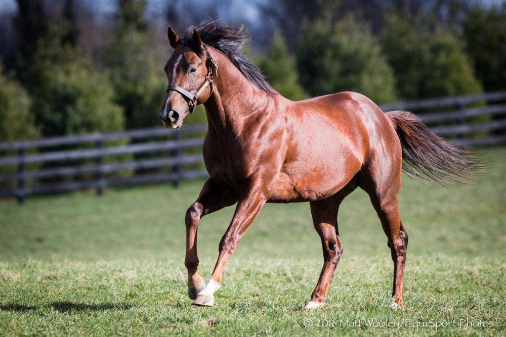 LACER At Aztec Equine In Louisiana To Host Stallion Show - Paulick ...