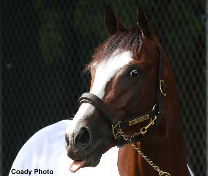 TVG Handicappers Weigh In With Top Three Kentucky Derby Picks Paulick