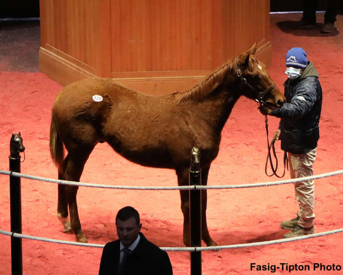 Speightstown Colt Tops First Session Of FasigTipton Kentucky Winter