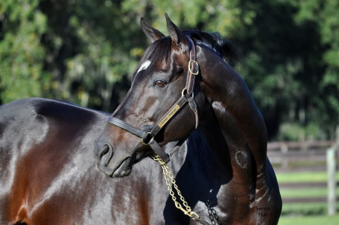 Gone Astray Moves To Pleasant Acres Stallions In Florida - Paulick