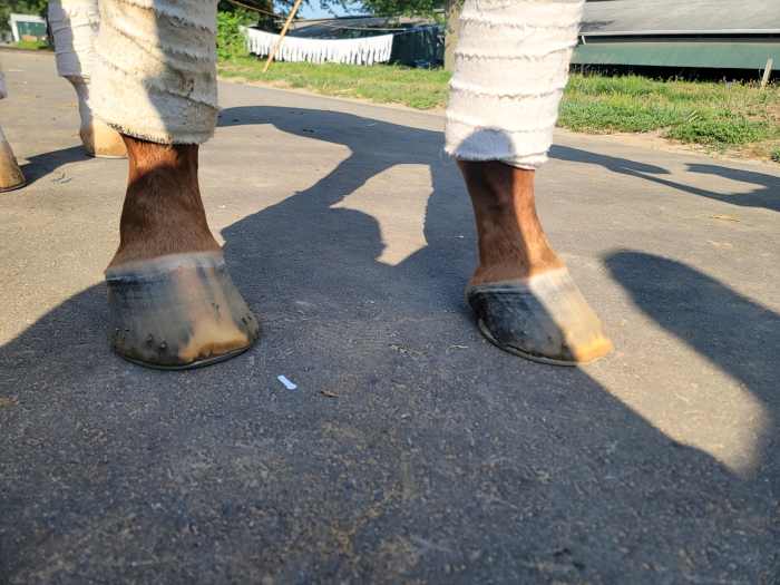 Racetrack Farriers' PostHISA Woes Continue As They Struggle With Rapid