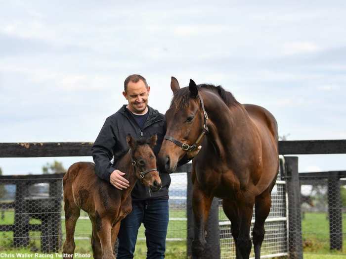 Australian Superstar Winx Delivers Filly By Pierro Paulick Report