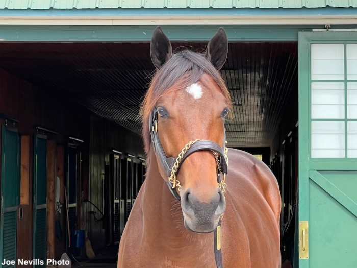 First Foal Is Colt For Classic Winner Mo Donegal Paulick Report