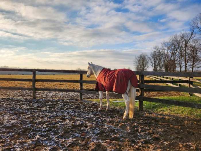 Survey Approximately 50 Percent Of North American Horse Owners Choose To Blanket Paulick