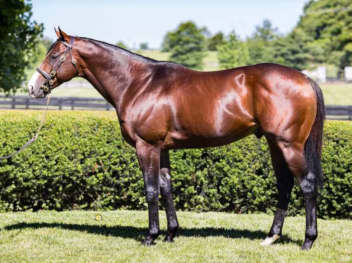 Complexity at Airdrie Stud 6.15.21