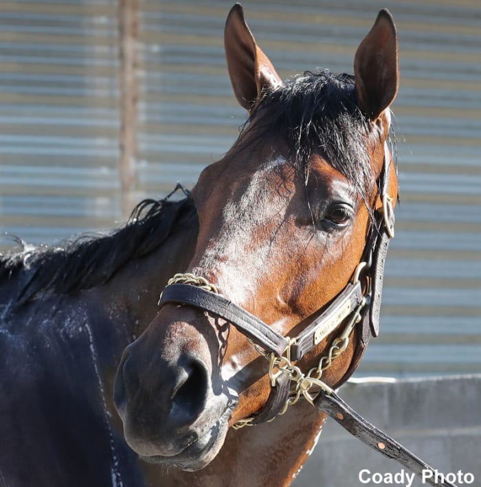 HalfDozen Derby Entrants Will Come To The Race Off The Vet’s List